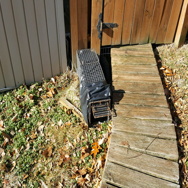 Skunk Removal Skunk Removal